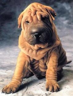 Kutyaság szerkesztés